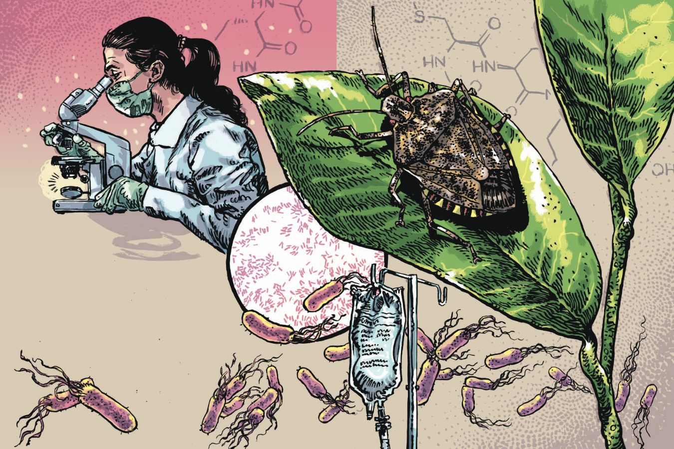 Chemie: Der Chemiker Oliver Zerbe entwickelt eine neue Art von Antibiotika. Basis dafür ist ein Naturstoff aus der Baumwanze.